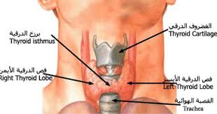 قصور الغدة الدرقية تجاربكم يا حلوات
