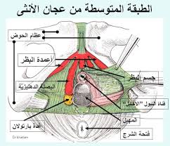 هل خروج الهواء من فرج المراة ينقض الوضوء Unnamed File 96