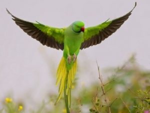 معلومات عن البغبغاء الاخضر او البيبي متو