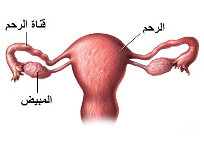 الام قوية في المبيض اليمين بعد الابرة التفجيرية